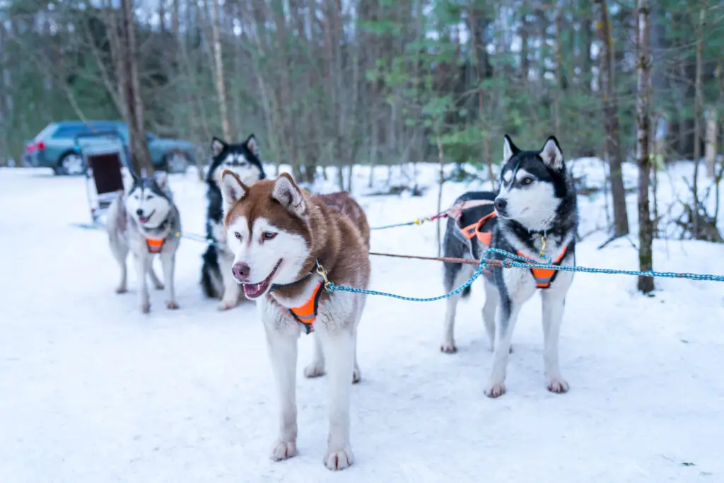 Balade en chiens de traîneaux à Avoriaz près de Morzine