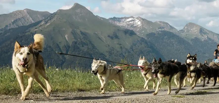 Balade en chiens de traîneaux à Avoriaz près de Morzine